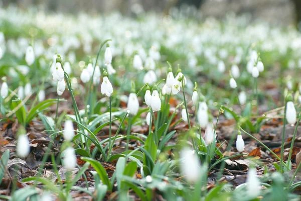 Снігопад весняна біла квітка — стокове фото