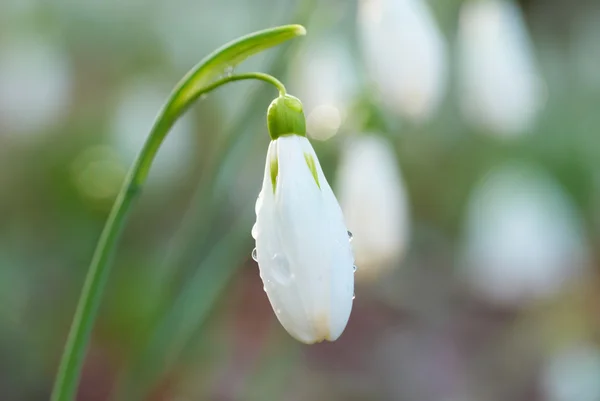 Snowdrop- весенний белый цветок — стоковое фото