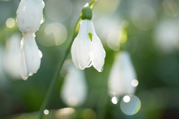 Snödroppe - vår vit blomma — Stockfoto