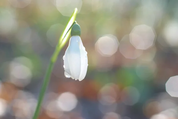 Sněhová kapka - jarní bílá květina — Stock fotografie