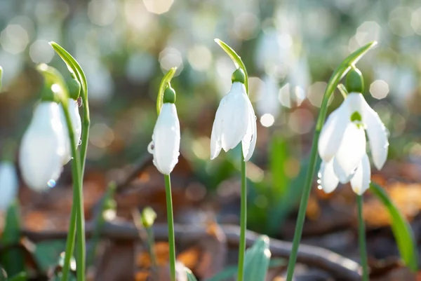 Snowdrop- flor blanca primavera — Foto de Stock