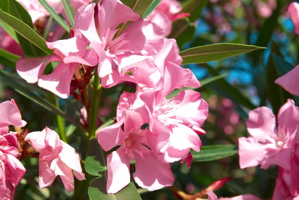 Roze bloem van tak — Stockfoto