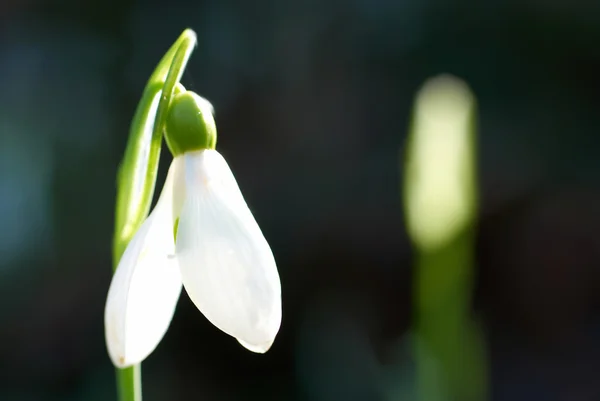 Kropelka śniegu - wiosenny biały kwiat — Zdjęcie stockowe