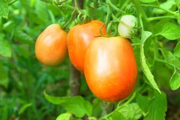 赤と緑のトマト — ストック写真
