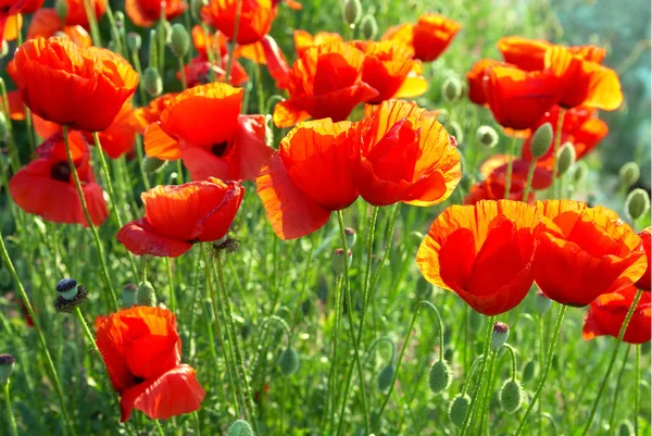 Field of poppies — Stock Photo, Image