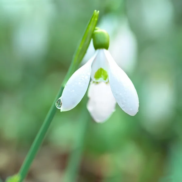 Snowdrops- spring white flowers — Stock Photo, Image