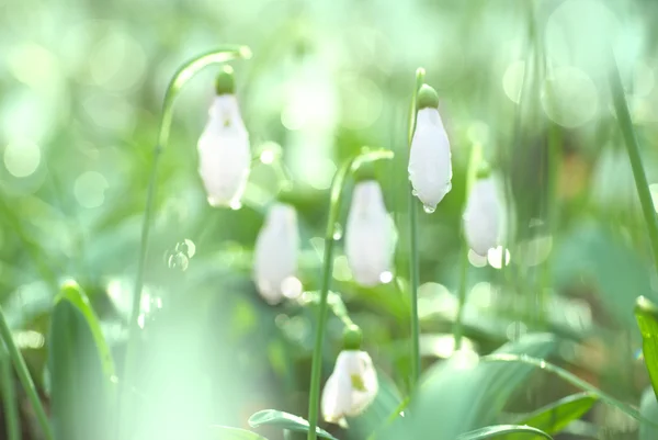 Snowdrop- spring white flower — Stock Photo, Image