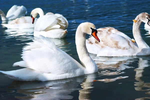 Cisnes no lago — Fotografia de Stock