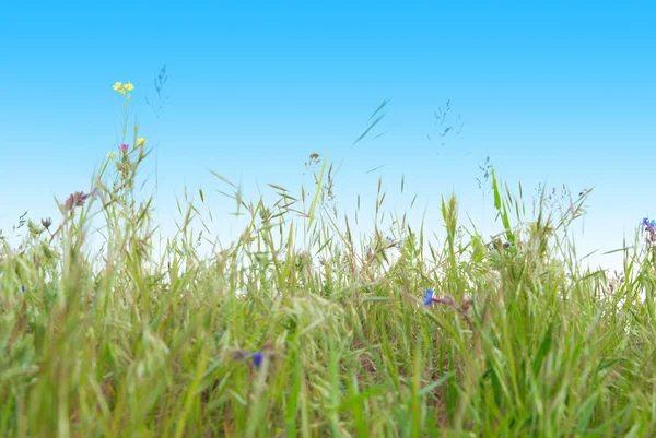 Green grass and sky — Stock Photo, Image