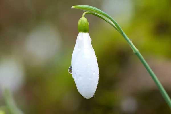 Kar damlası - ilkbahar beyaz çiçeği — Stok fotoğraf
