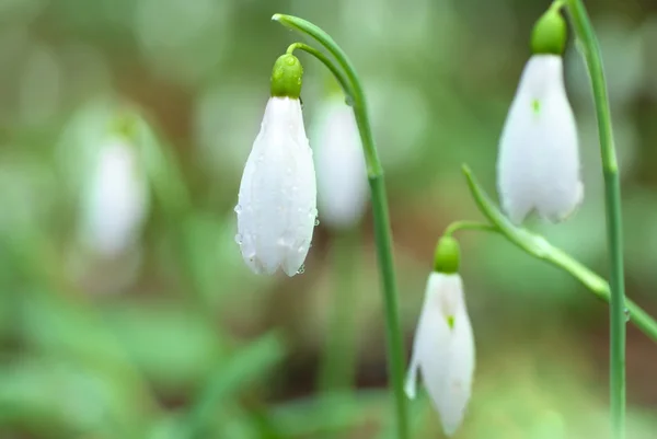 Jarní sněženky bílé květy — Stock fotografie