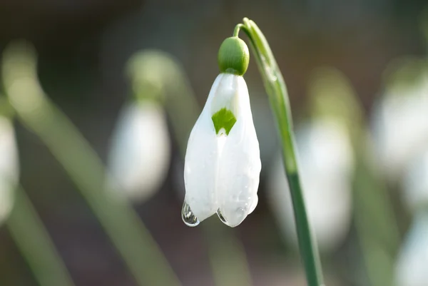 Snowdrop- весенний белый цветок — стоковое фото