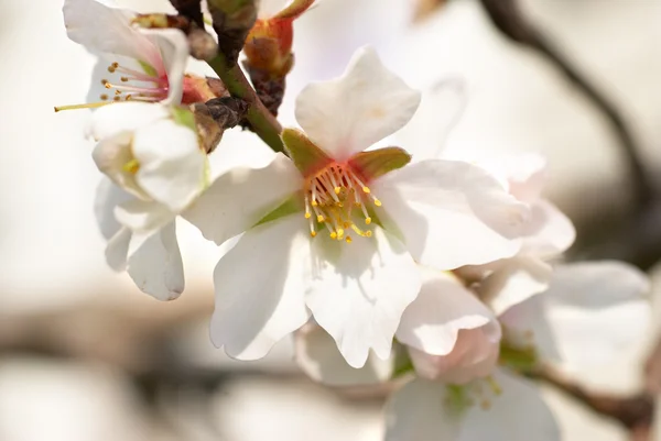 Almond white flowers — Stock Photo, Image
