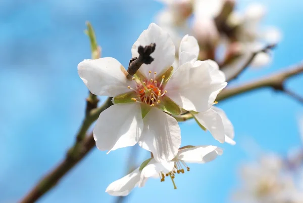 Almond bunga putih — Stok Foto