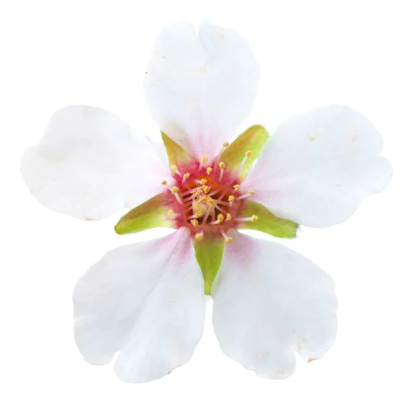 Amandel witte bloemen — Stok fotoğraf