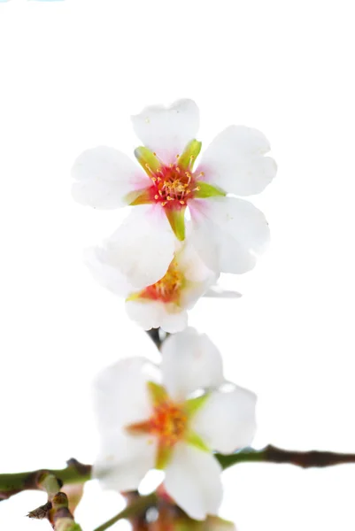 Almendras flores blancas — Foto de Stock