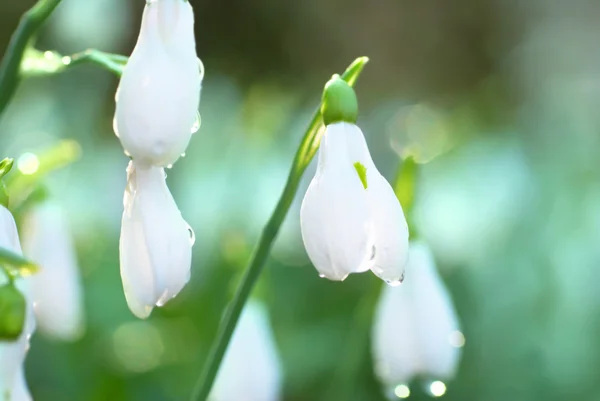 Snödroppe - vår vit blomma — Stockfoto