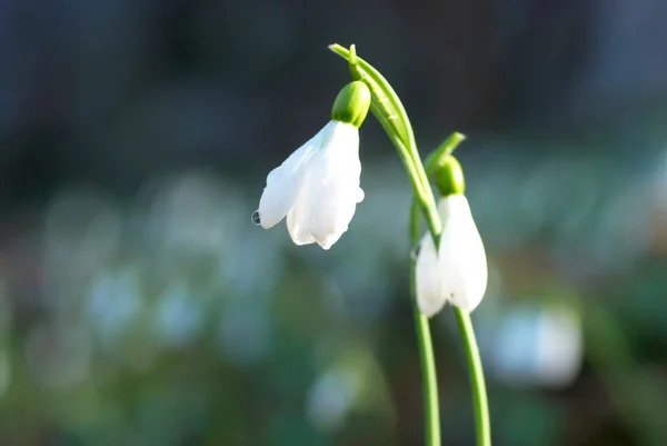 Kropelka śniegu - wiosenny biały kwiat — Zdjęcie stockowe