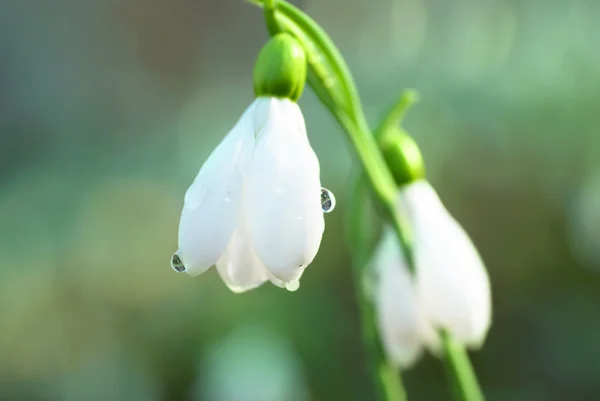 Kar damlası - ilkbahar beyaz çiçeği — Stok fotoğraf