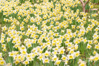 Beyaz narcissuses