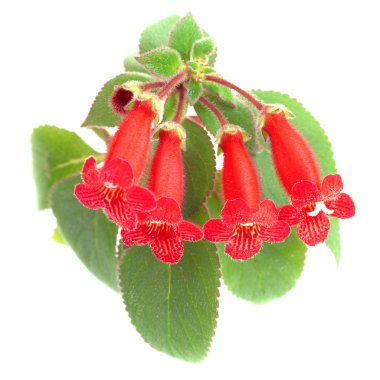 Red flowers (Kohleria Rongo) clipart