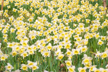 Beyaz narcissuses