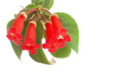 Red flowers (Kohleria Rongo) clipart