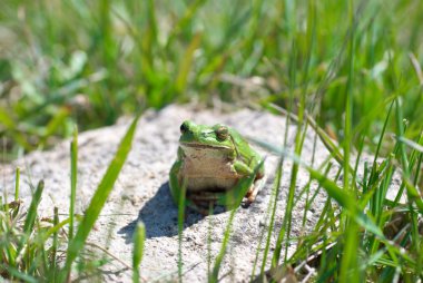 Green frog clipart