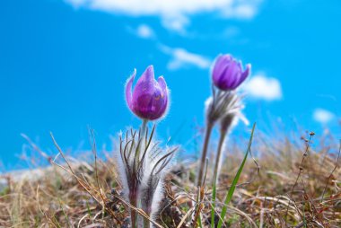 Çiçek Pasqueflower (Pulsatilla patens)