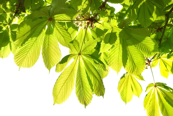 Grüne Blätter der Kastanie. — Stockfoto