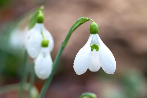 Снегоступа- весенние белые цветы — стоковое фото