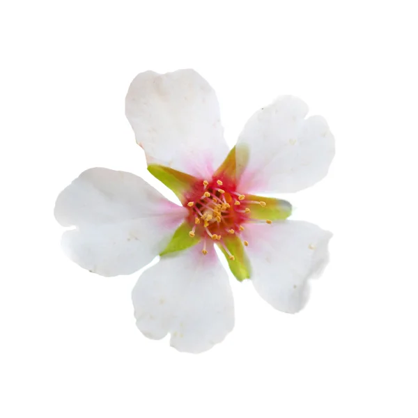 Amandel witte bloemen — Stok fotoğraf