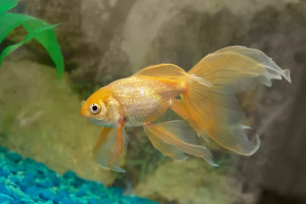 金色の熱帯の魚 — ストック写真