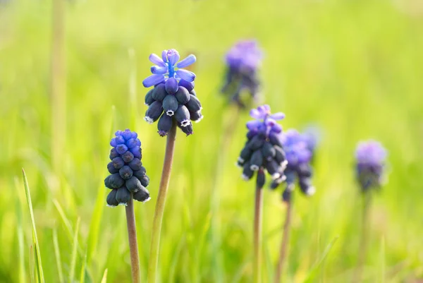 Hyacinthes met groen gras — Stockfoto