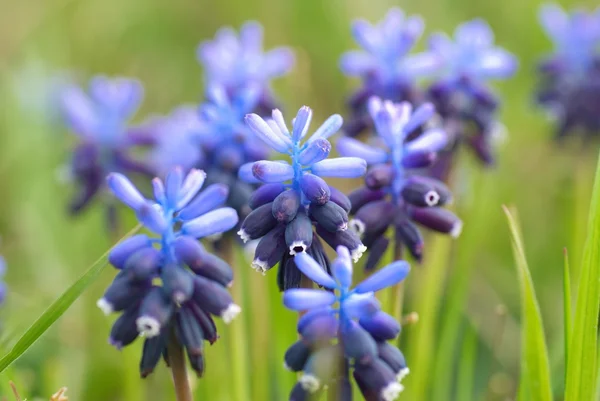 Hyacinthes z zielonej trawie — Zdjęcie stockowe