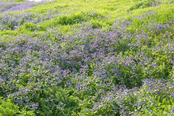 Цветы с зеленой травой — стоковое фото