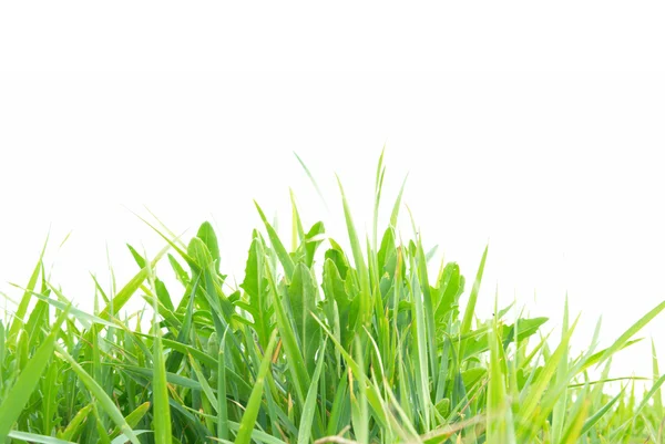 Erba verde isolato — Foto Stock