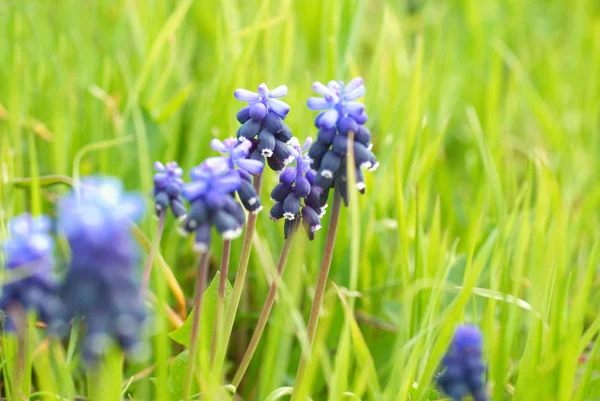 Hyacinthes à l'herbe verte — Photo
