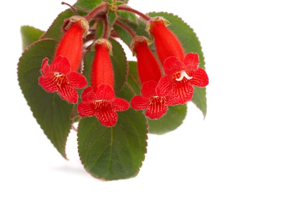Kırmızı çiçekler (Kohleria Rongo) — Stok fotoğraf