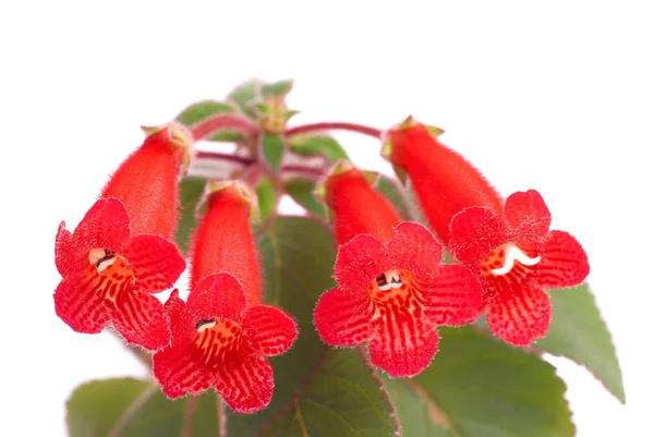 붉은 꽃 (Kohleria Rongo) — 스톡 사진