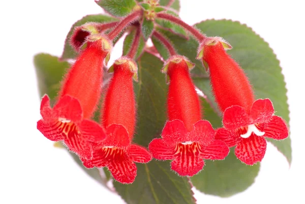 Kırmızı çiçekler (Kohleria Rongo) — Stok fotoğraf