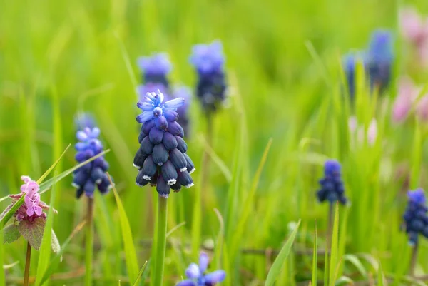 Hyacinthes with green grass — Stock Photo, Image