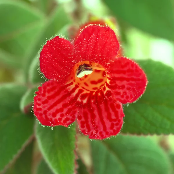 Röda blommor (Kohleria Rongo) — Stockfoto
