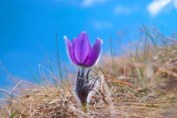 Flower Pasqueflower (Pulsatilla patens) — Stock Photo, Image