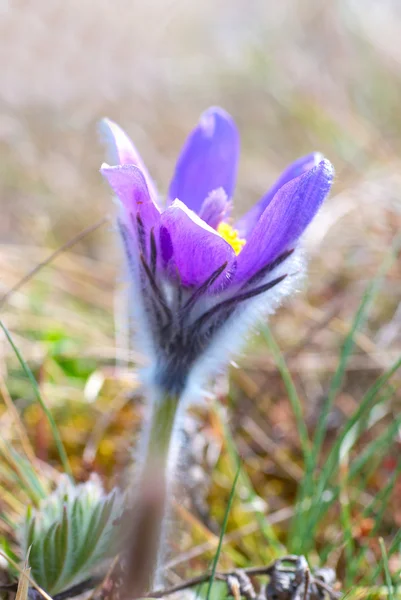 Flower Pasqueflower (Pulsatilla patens) — Stock Photo, Image