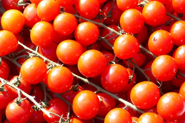 Tomates vermelhos — Fotografia de Stock