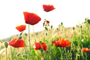 Red poppies clipart