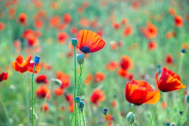 Poppies alanında