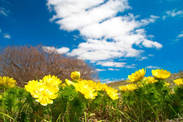 Yellow flowers (Adonis vernalis) — Stock Photo, Image