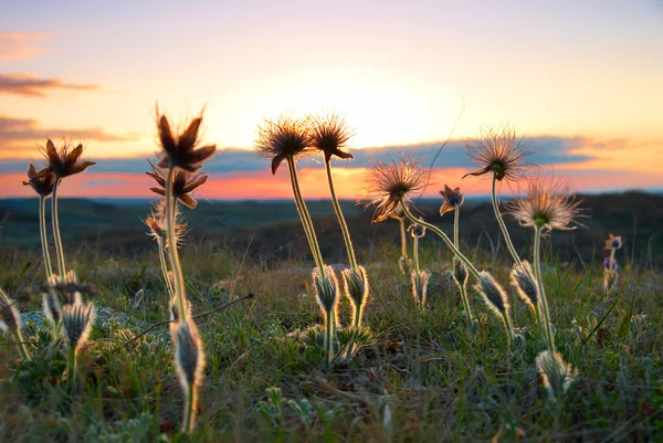 Pôr do sol com flores desfloradas — Fotografia de Stock